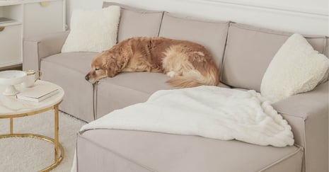 Wie hält man ein Sofa in gutem Zustand, wenn Kinder und Haustiere im Haus sind?